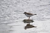 NND01220065 kleine plevier / Charadrius dubius