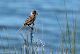 NLE01210017 rietgors / Emberiza schoeniclus