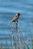 NLE01210022 rietgors / Emberiza schoeniclus