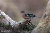 NFA01180002 vink / Fringilla coelebs