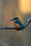 NFA01180089 ijsvogel / Alcedo atthis