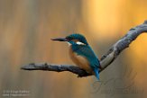 NFA01180102 ijsvogel / Alcedo atthis