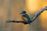 NFA01180108 ijsvogel / Alcedo atthis