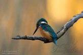NFA01180109 ijsvogel / Alcedo atthis