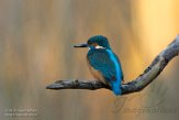 NFA01180111 ijsvogel / Alcedo atthis