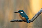 NFA01180114 ijsvogel / Alcedo atthis