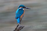 NFA01180117 ijsvogel / Alcedo atthis