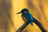 NFA01180125 ijsvogel / Alcedo atthis