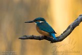 NFA01180184 ijsvogel / Alcedo atthis