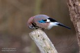 NFA01180193 gaai / Garrulus glandarius