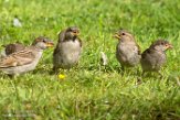NFT01180019 huismus / Passer domesticus