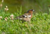 NFT01180048 vink / Fringilla coelebs