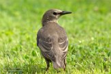 NFT01180053 spreeuw / Sturnus vulgaris