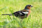 NFT01180076 vink / Fringilla coelebs