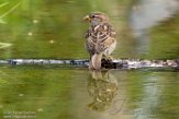 NFT01180082 huismus / Passer domesticus