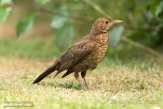 NFT01180093 merel / Turdus merula