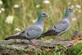NFT01180098 holenduif / Columba oenas