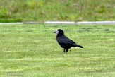 NLF03210175 roek / Corvus frugilegus