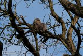 NLB01210003 bosuil / Strix aluco