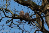 NLB01210010 bosuil / Strix aluco