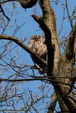 NLB01210046 bosuil / Strix aluco