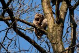 NLB01210058 bosuil / Strix aluco