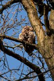 NLB01210062 bosuil / Strix aluco