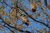 NLB01210065 bosuil / Strix aluco