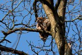 NLB01210073 bosuil / Strix aluco