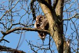 NLB01210075 bosuil / Strix aluco