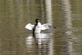 NLB01210086 fuut / Podiceps cristatus