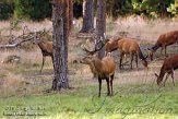 NHV0112047 edelhert / Cervus elaphus