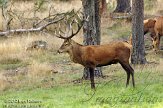 NHV0112055 edelhert / Cervus elaphus