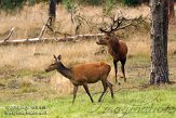 NHV0112086 edelhert / Cervus elaphus