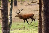 NHV0112091 edelhert / Cervus elaphus
