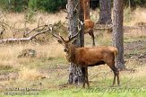 NHV0112101 edelhert / Cervus elaphus