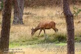 NHV0112110 edelhert / Cervus elaphus
