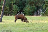 NHV0112121 edelhert / Cervus elaphus