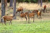 NHV0112129 edelhert / Cervus elaphus