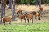 NHV0112131 edelhert / Cervus elaphus