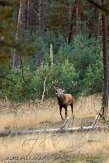 NHV0112155 edelhert / Cervus elaphus