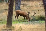 NHV0112168 edelhert / Cervus elaphus