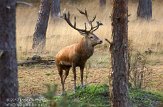 NHV0112176 edelhert / Cervus elaphus