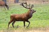 NHV0112181 edelhert / Cervus elaphus