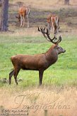 NHV0112182 edelhert / Cervus elaphus