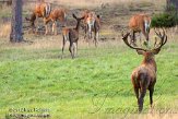 NHV0112186 edelhert / Cervus elaphus