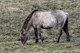 NLF02210041 konik / Equus caballus