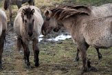 NLF02210043 konik / Equus caballus