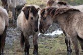 NLF02210044 konik / Equus caballus