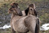 NLF02210057 konik / Equus caballus